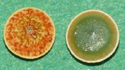 Cerura erminea